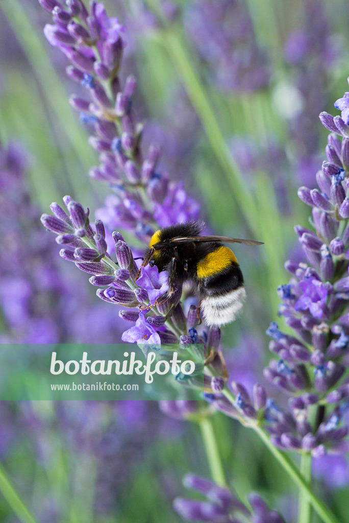 608098 - Lavender (Lavandula) and bumble bee (Bombus)