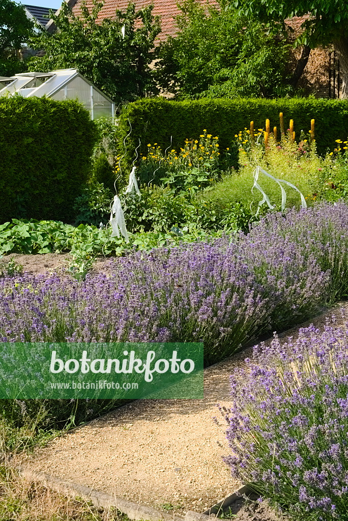 670012 - Lavender (Lavandula) in a vegetable garden