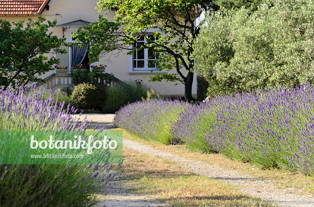 557124 - Lavender (Lavandula) in front of a residential building