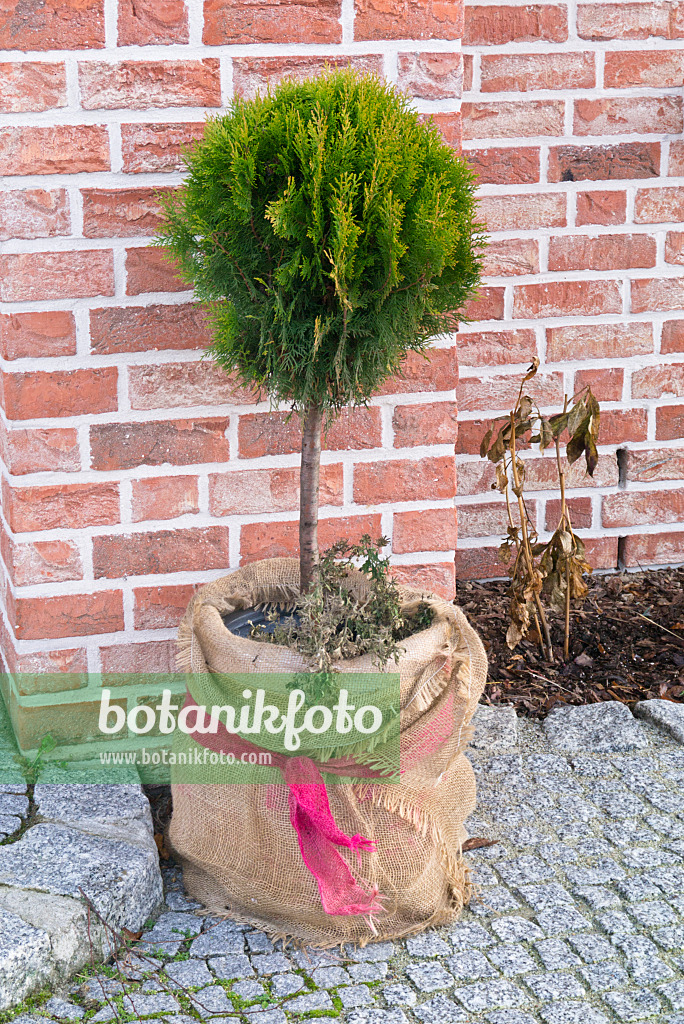 527002 - Lawson's cypress (Chamaecyparis lawsoniana)