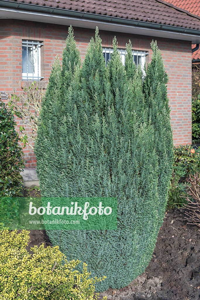 664073 - Lawson's cypress (Chamaecyparis lawsoniana 'Snow White')