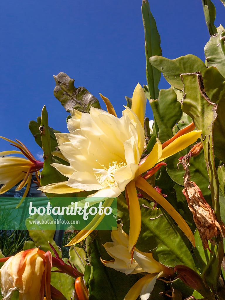 414181 - Leaf cactus (Epiphyllum)
