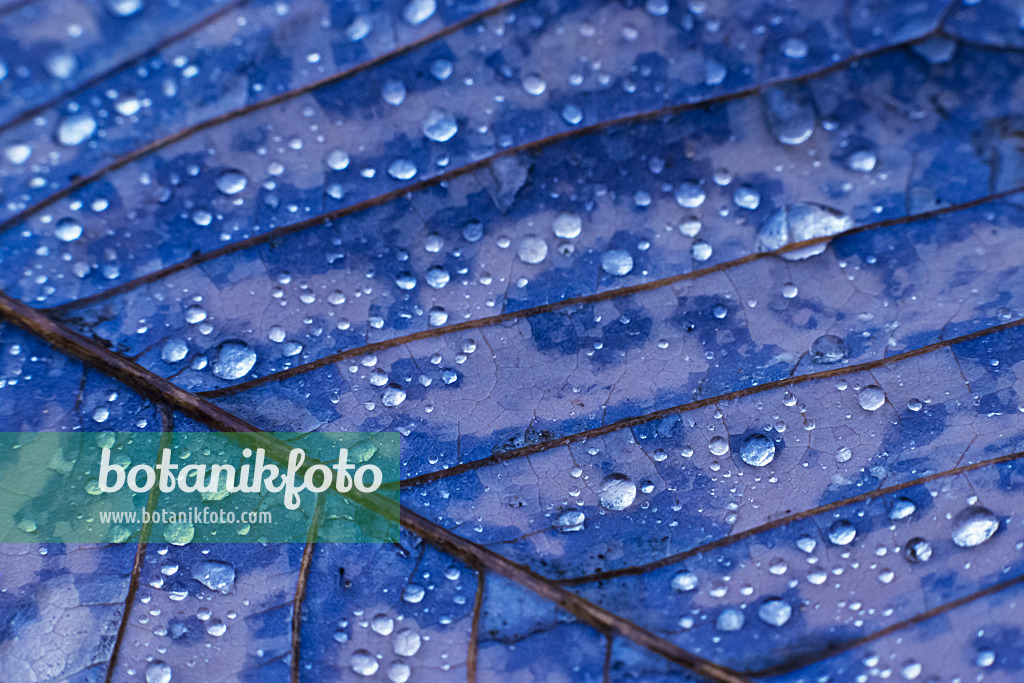 385013 - Leaf with water drops