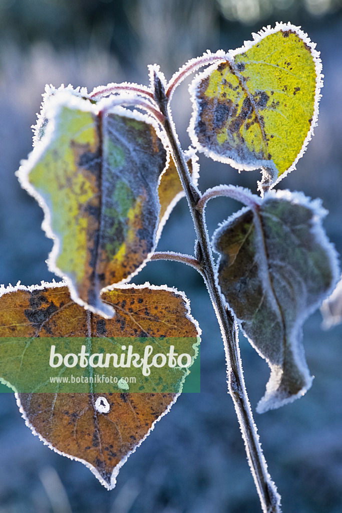432062 - Leaves with hoar frost