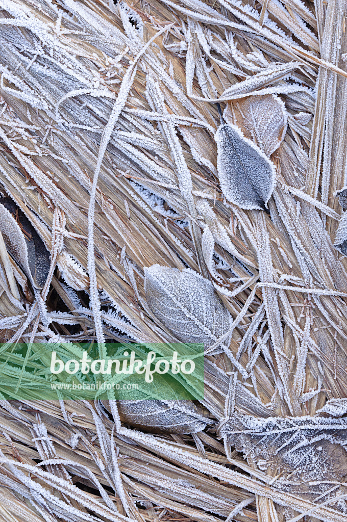 467091 - Leaves with hoar frost