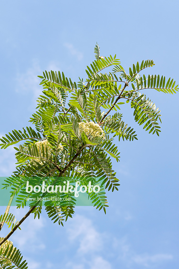 638346 - Leitern-Eberesche (Sorbus scalaris)