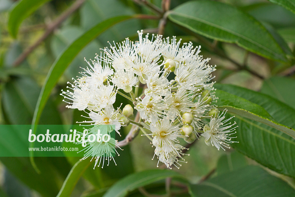 573057 - Lemon scented myrtle (Backhousia citriodora)