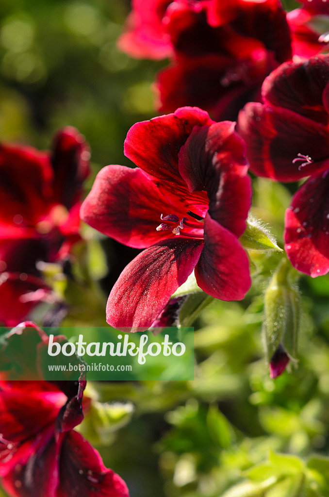 571066 - Lemon scented pelargonium (Pelargonium crispum 'Graziosa Merlot Red')