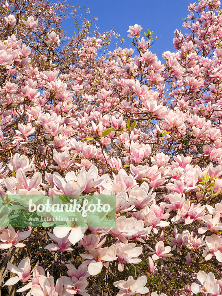 400134 - Lenne's magnolia (Magnolia x soulangiana)