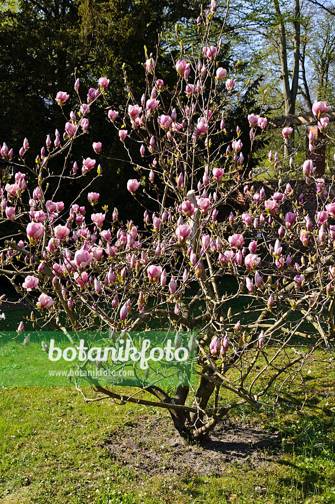 483185 - Lenne's magnolia (Magnolia x soulangiana)