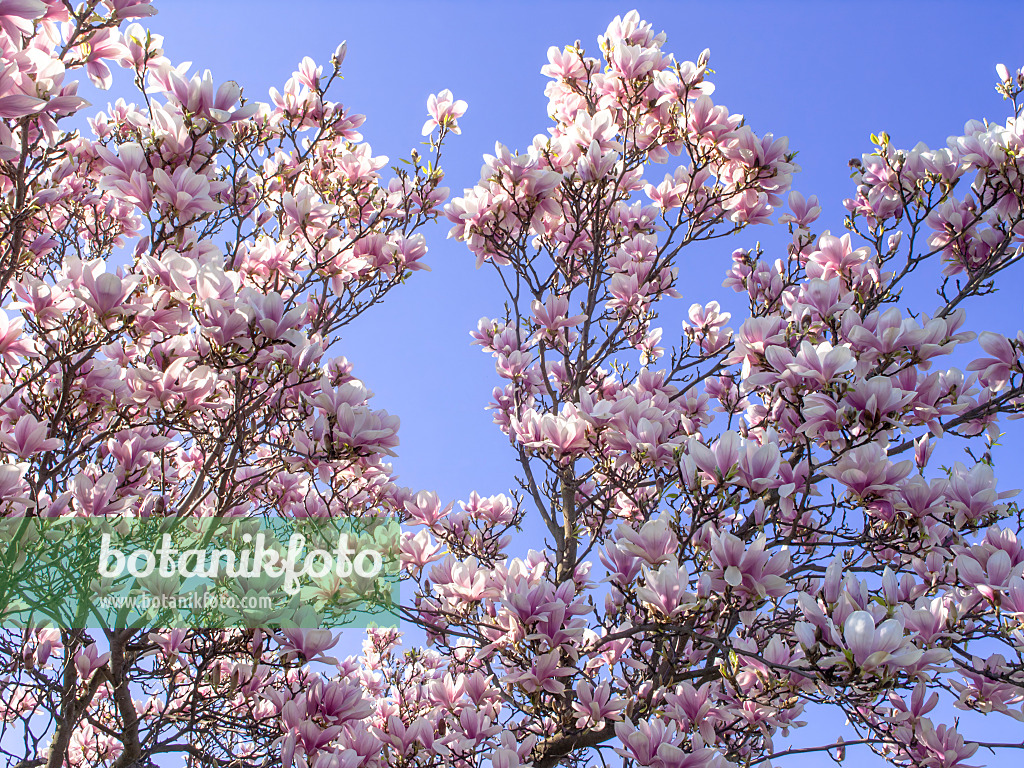 483208 - Lenne's magnolia (Magnolia x soulangiana)