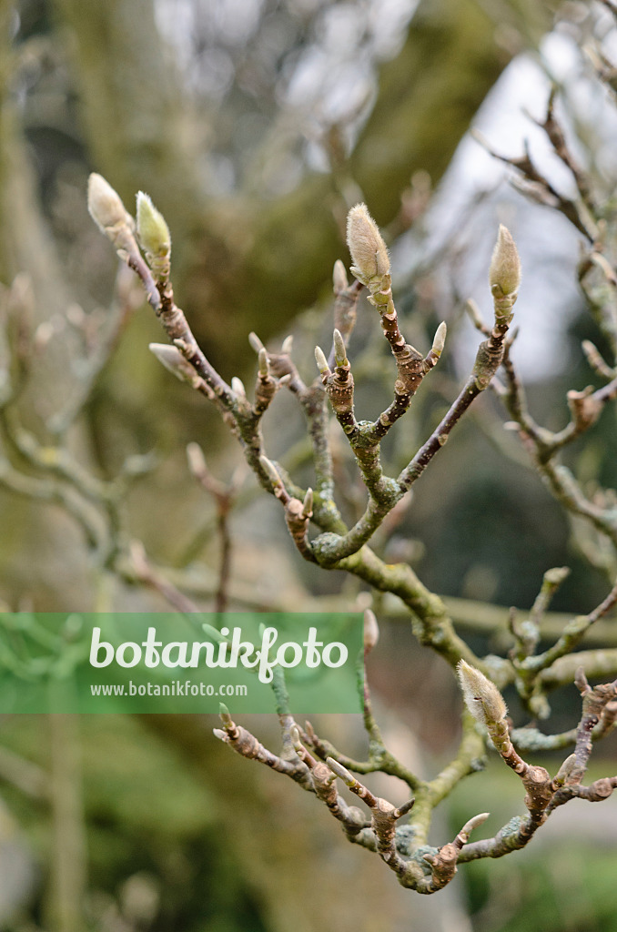 529038 - Lenne's magnolia (Magnolia x soulangiana)