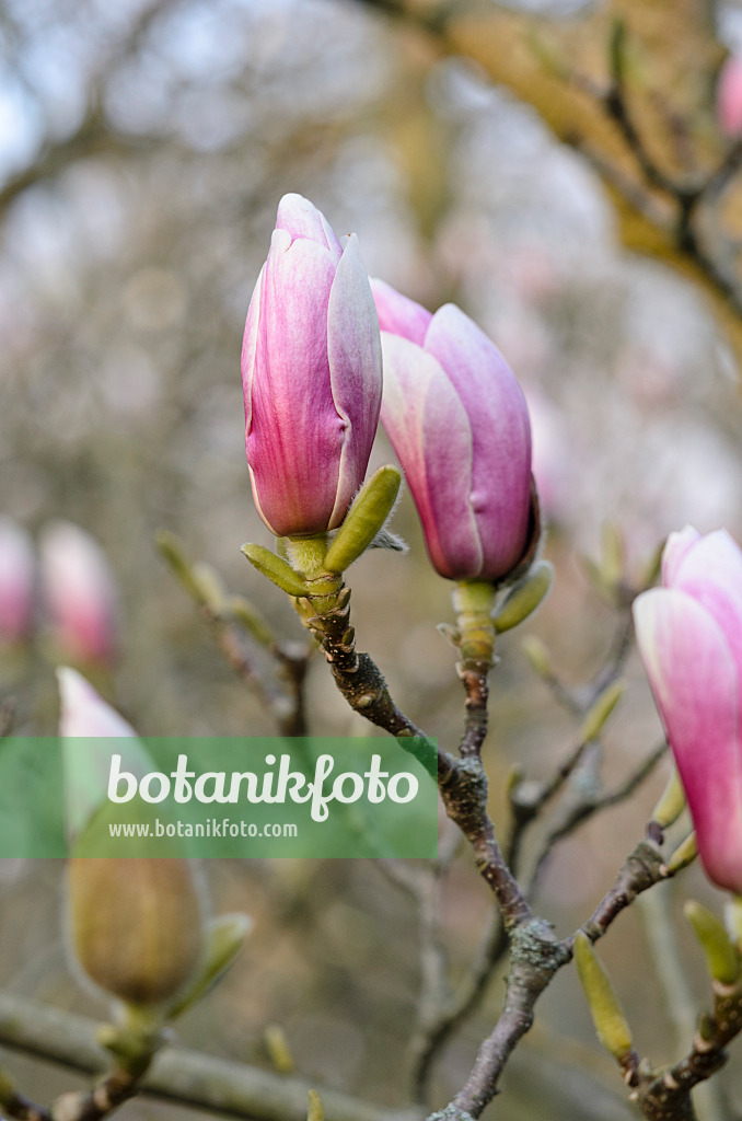 531004 - Lenne's magnolia (Magnolia x soulangiana)