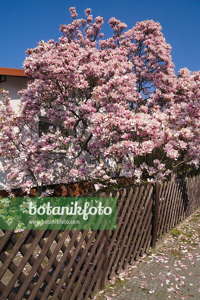 672031 - Lenne's magnolia (Magnolia x soulangiana)