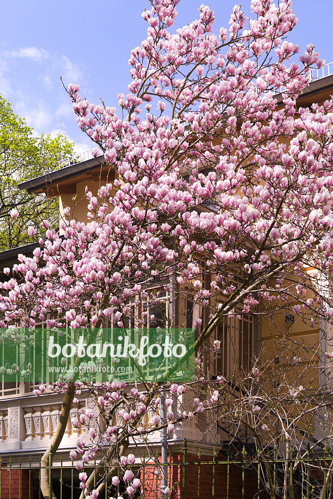 672067 - Lenne's magnolia (Magnolia x soulangiana)