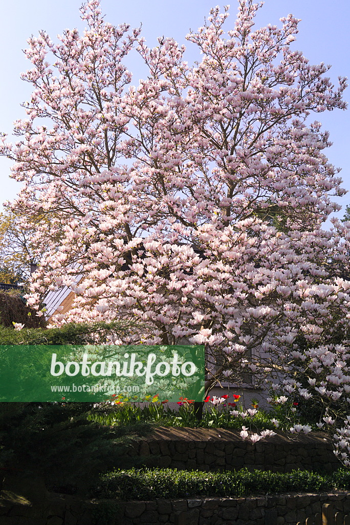 672071 - Lenne's magnolia (Magnolia x soulangiana)