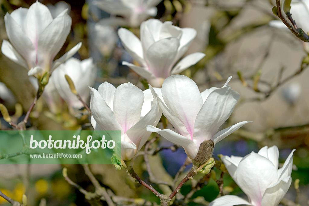 558156 - Lenne's magnolia (Magnolia x soulangiana 'Amabilis')