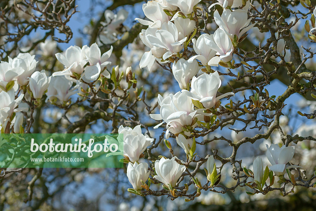 558158 - Lenne's magnolia (Magnolia x soulangiana 'Amabilis')