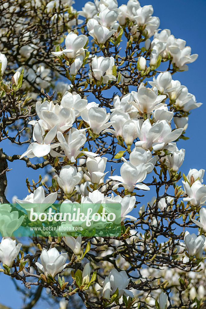 593134 - Lenne's magnolia (Magnolia x soulangiana 'Amabilis')