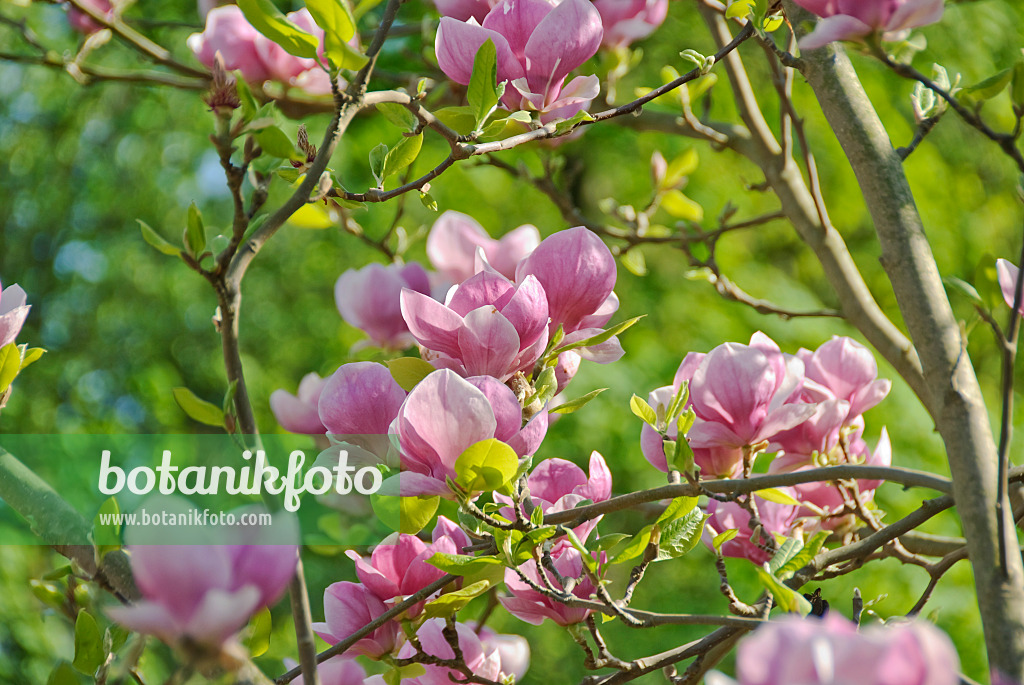 502261 - Lenne's magnolia (Magnolia x soulangiana 'Lennei')
