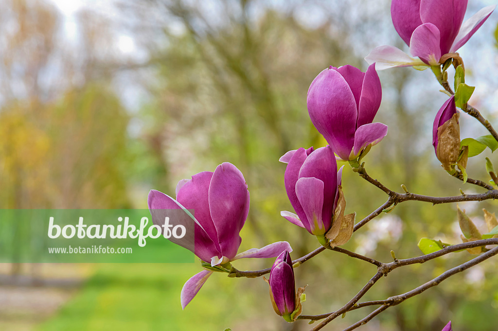 593135 - Lenne's magnolia (Magnolia x soulangiana 'Lennei')