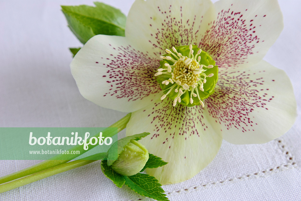 465089 - Lenten rose (Helleborus orientalis)