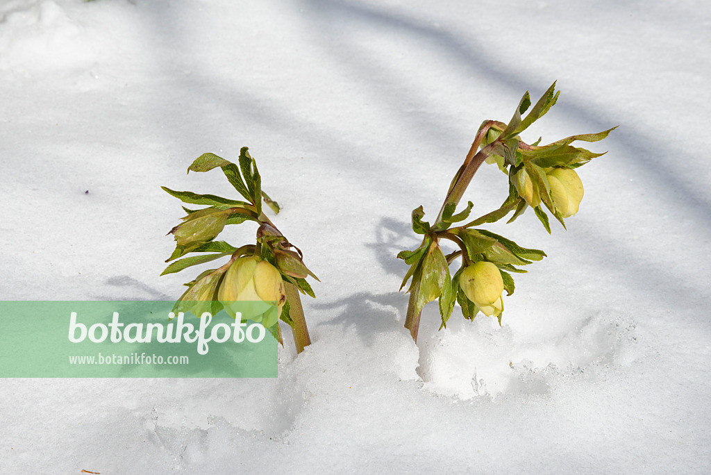 525468 - Lenten rose (Helleborus orientalis)