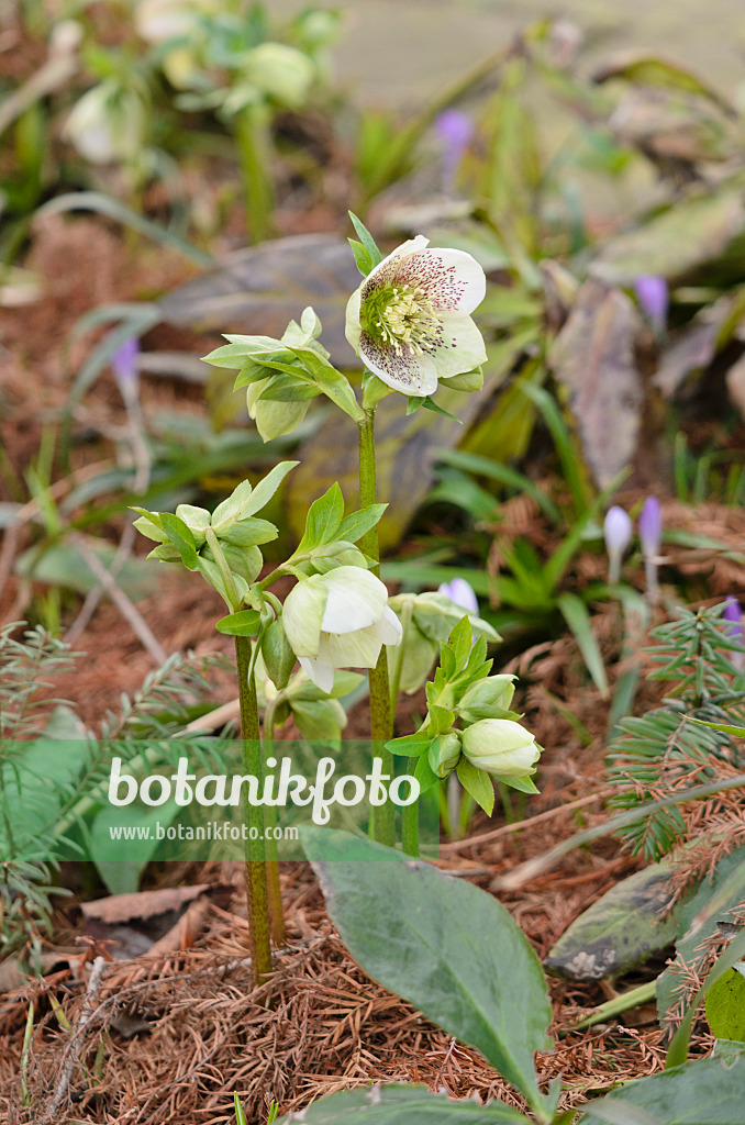 529040 - Lenten rose (Helleborus orientalis)