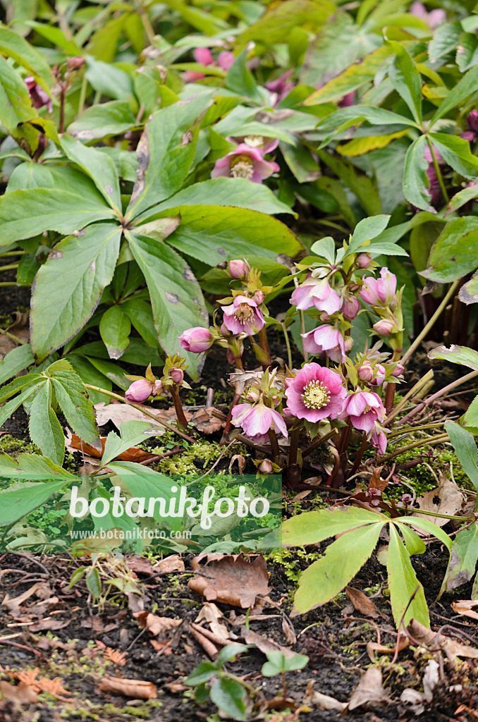 529138 - Lenten rose (Helleborus orientalis)