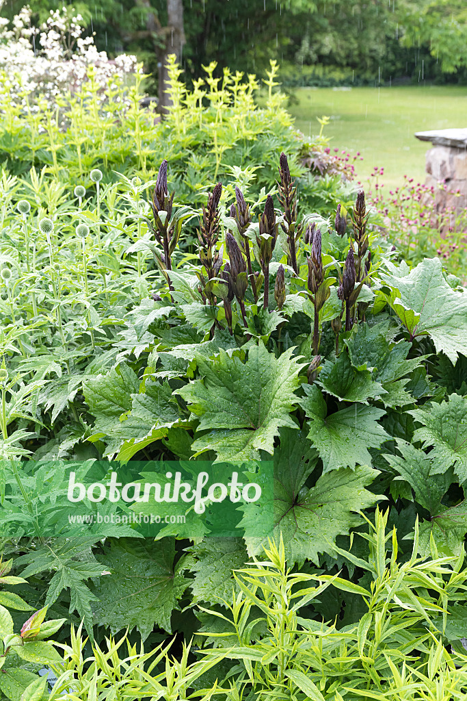 651370 - Leopard plant (Ligularia stenocephala 'Little Rocket')