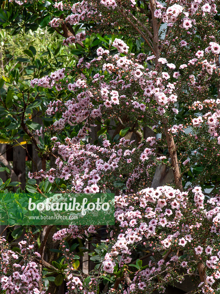 437430 - Leptosperme en forme de balai (Leptospermum scoparium 'Album Flore Pleno')