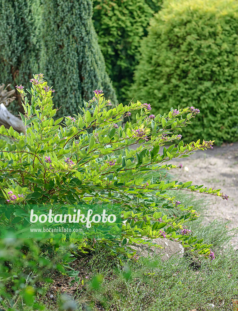 547162 - Lespedeza buergeri