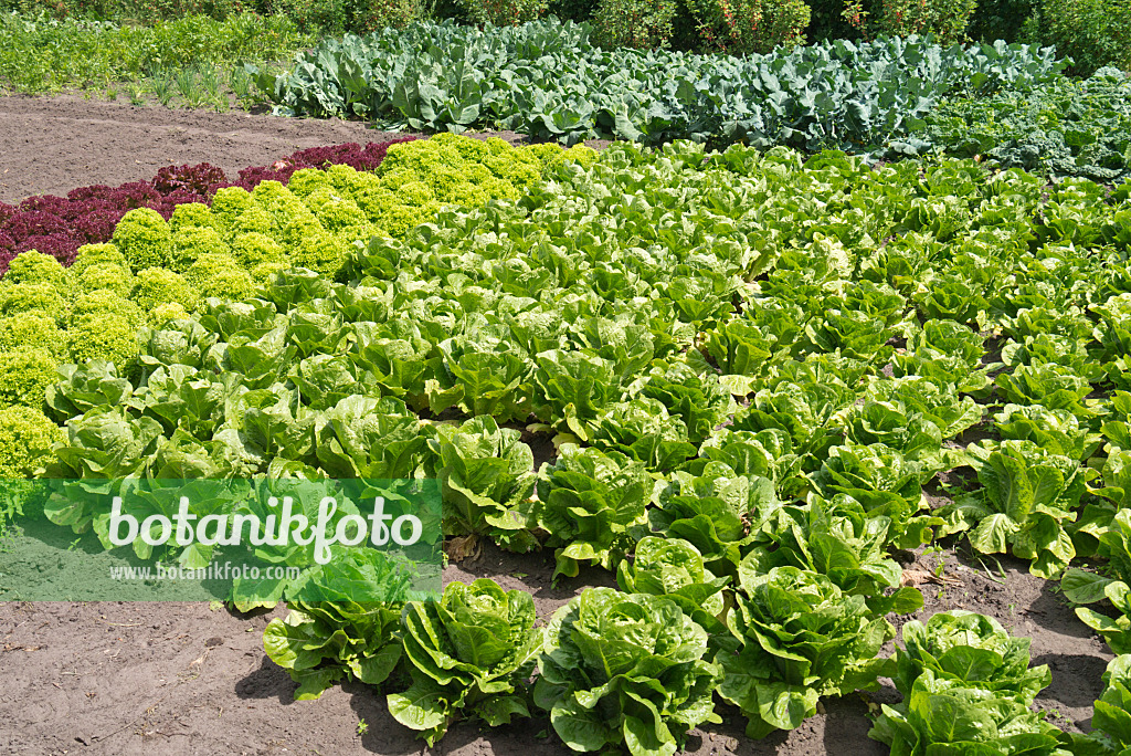 534252 - Lettuce (Lactuca)