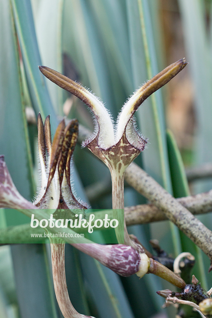 550005 - Leuchterblume (Ceropegia stapeliiformis)
