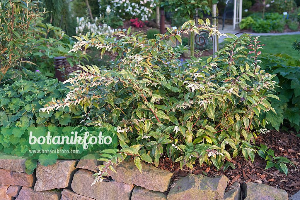 502247 - Leucothoe walteri 'Rainbow'