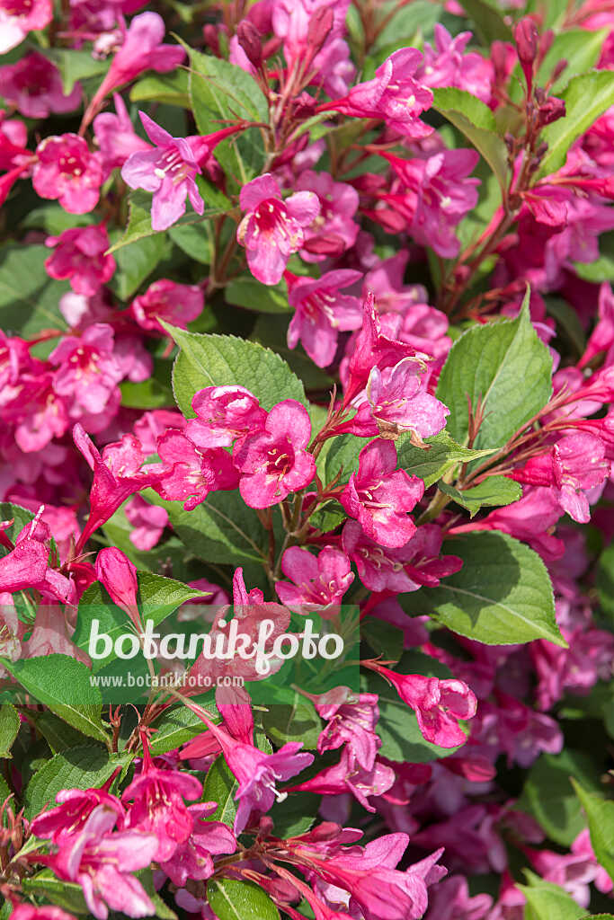 675384 - Liebliche Weigelie (Weigela florida 'Sonic Bloom Pink')