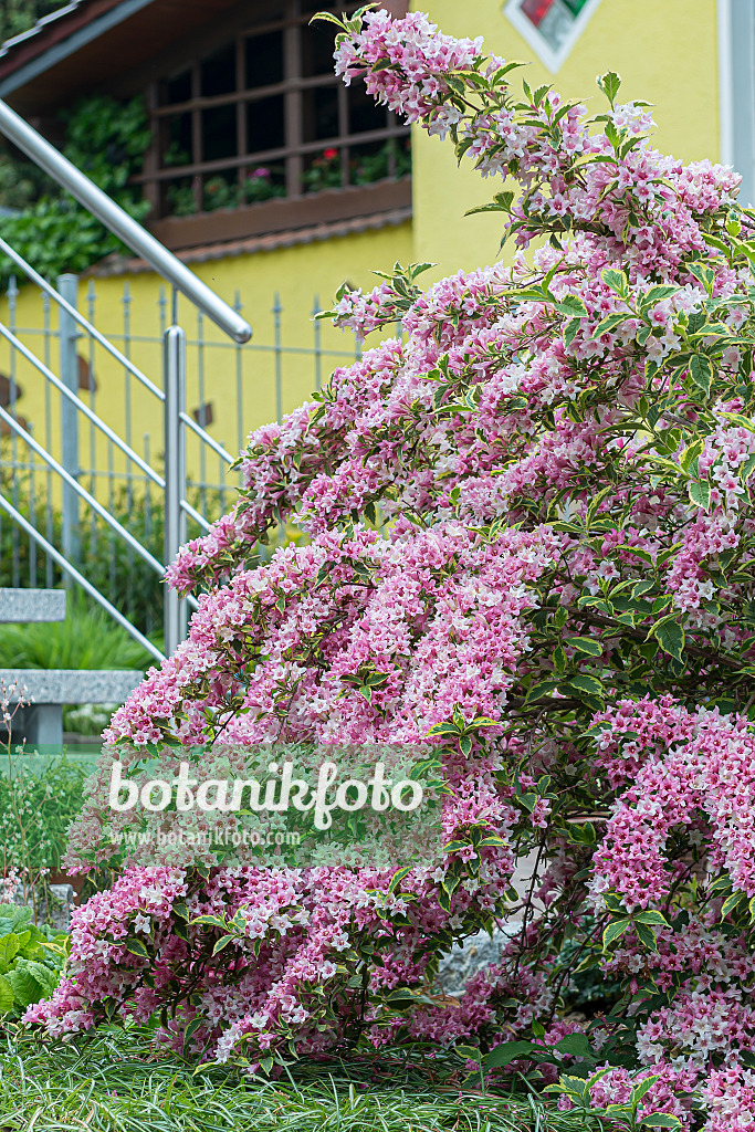 651570 - Liebliche Weigelie (Weigela florida 'Variegata')