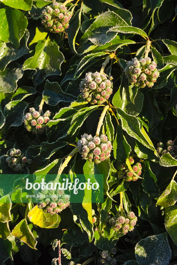 670006 - Lierre grimpant (Hedera helix)