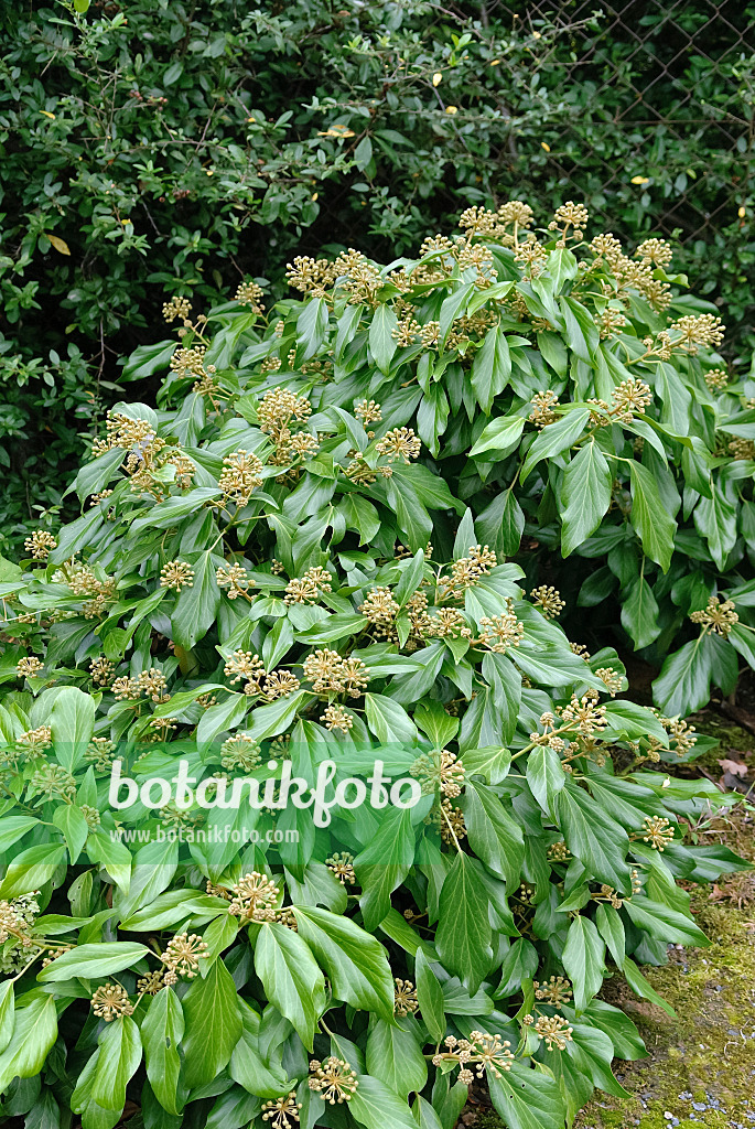 490068 - Lierre grimpant (Hedera helix 'Arborescens')