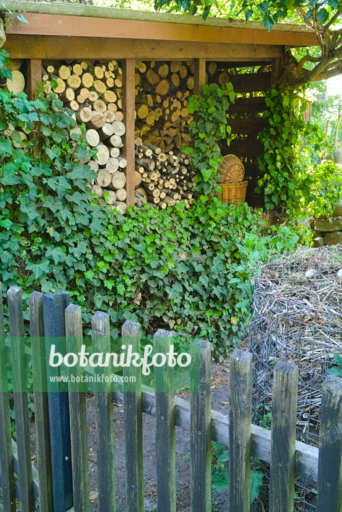 670008 - Lierre grimpant (Hedera helix) devant une pile de bois