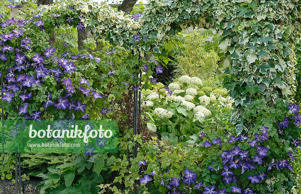 471395 - Lierre grimpant (Hedera helix 'Glacier'), clématite (Clematis) et hortensia (Hydrangea)