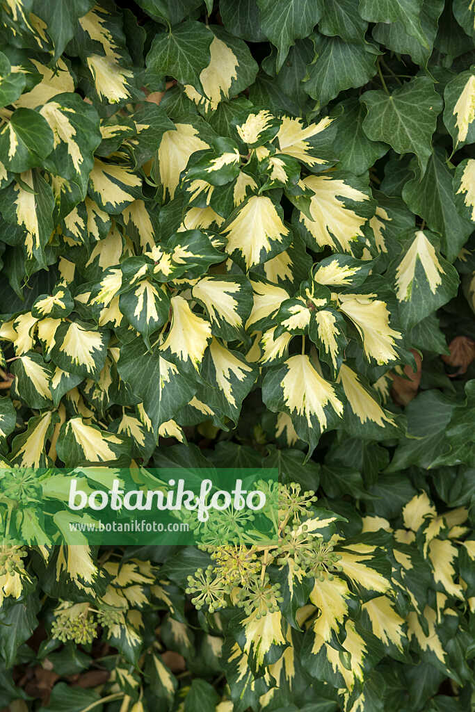 675041 - Lierre grimpant (Hedera helix 'Goldheart')