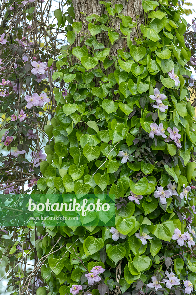 664167 - Lierre grimpant (Hedera helix 'Plattensee')