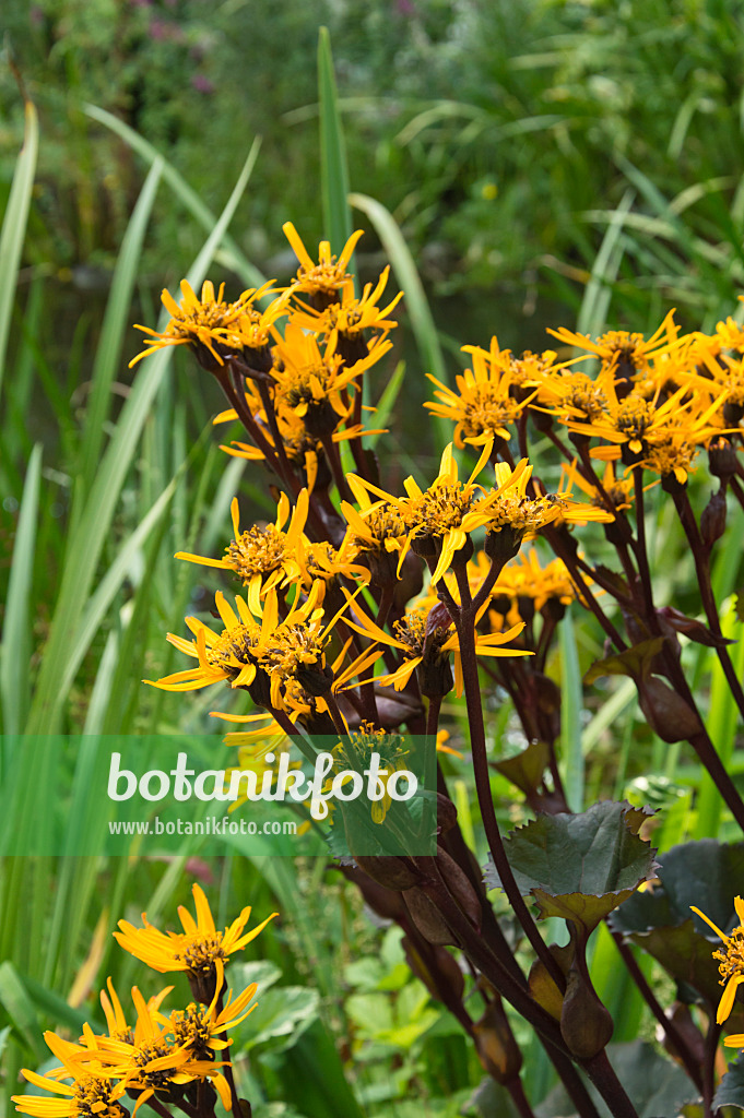 511091 - Ligulaire dentée (Ligularia dentata 'Britt-Marie Crawford')