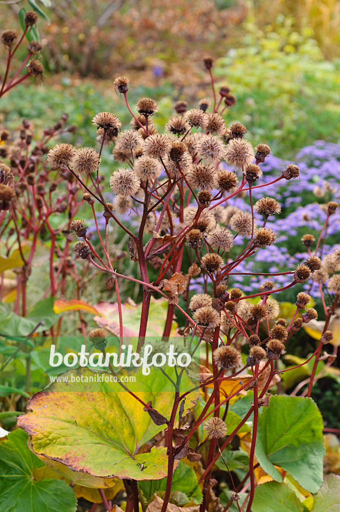 489150 - Ligulaire dentée (Ligularia dentata 'Desdemona')