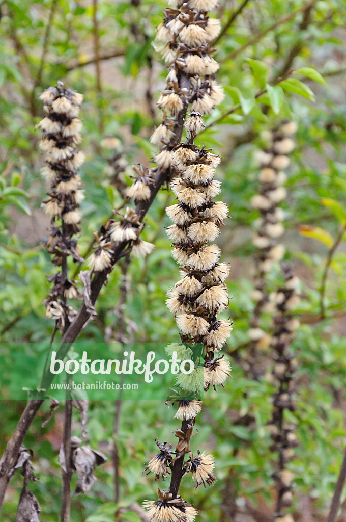 467022 - Ligulaire (Ligularia fischeri)