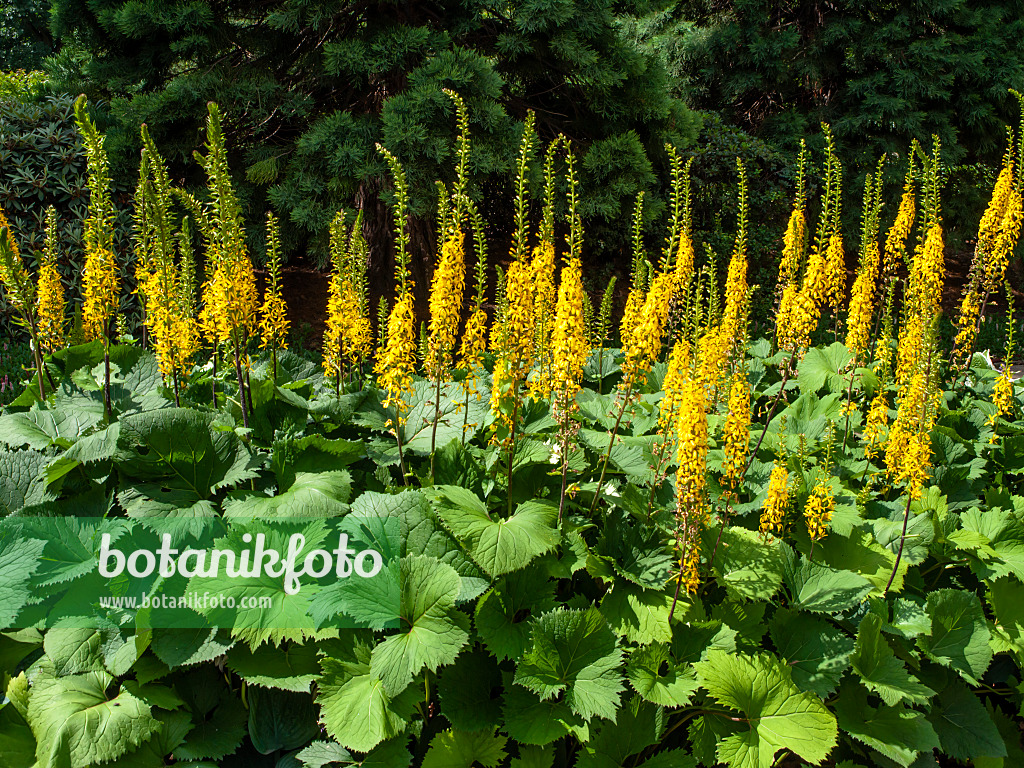 462082 - Ligulaire (Ligularia stenocephala)