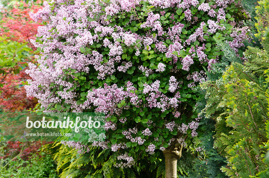 484339 - Lilac (Syringa)