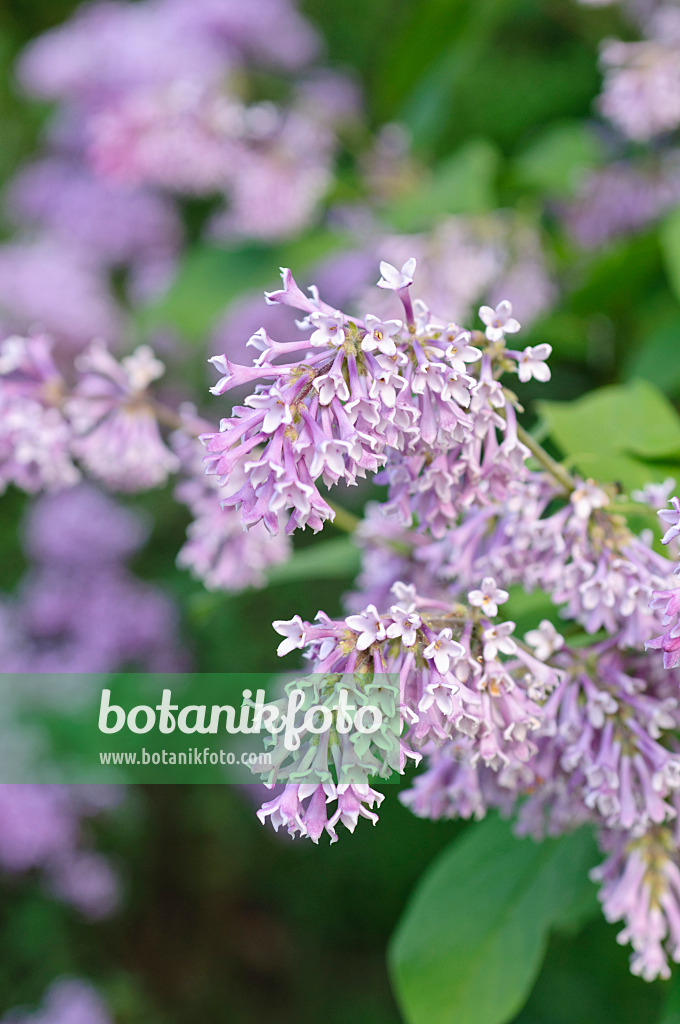 472127 - Lilac (Syringa wolfii)
