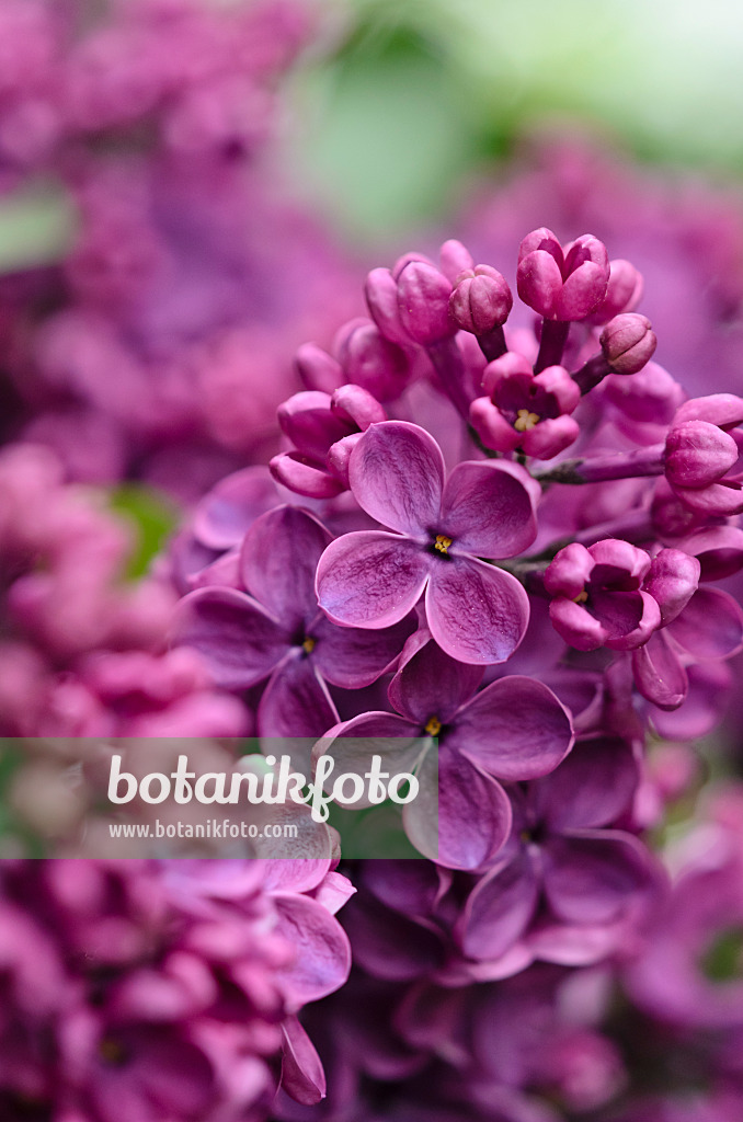 520080 - Lilas commun (Syringa vulgaris 'Andenken an Ludwig Späth')